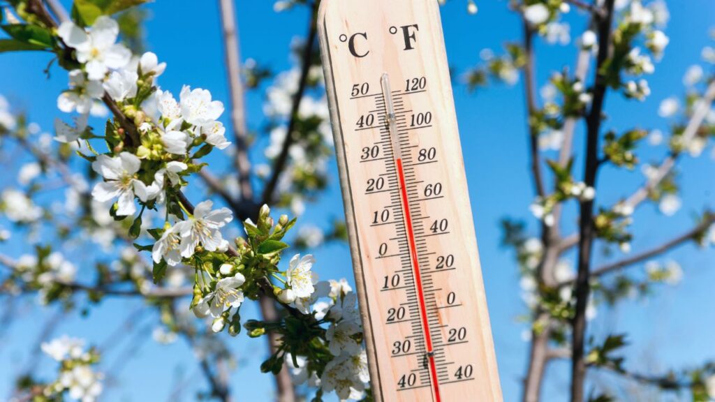 Close-up of a thermometer reading mild spring temperatures, set against blossoming trees and a clear blue sky—representing Temecula’s sunny, temperate climate
